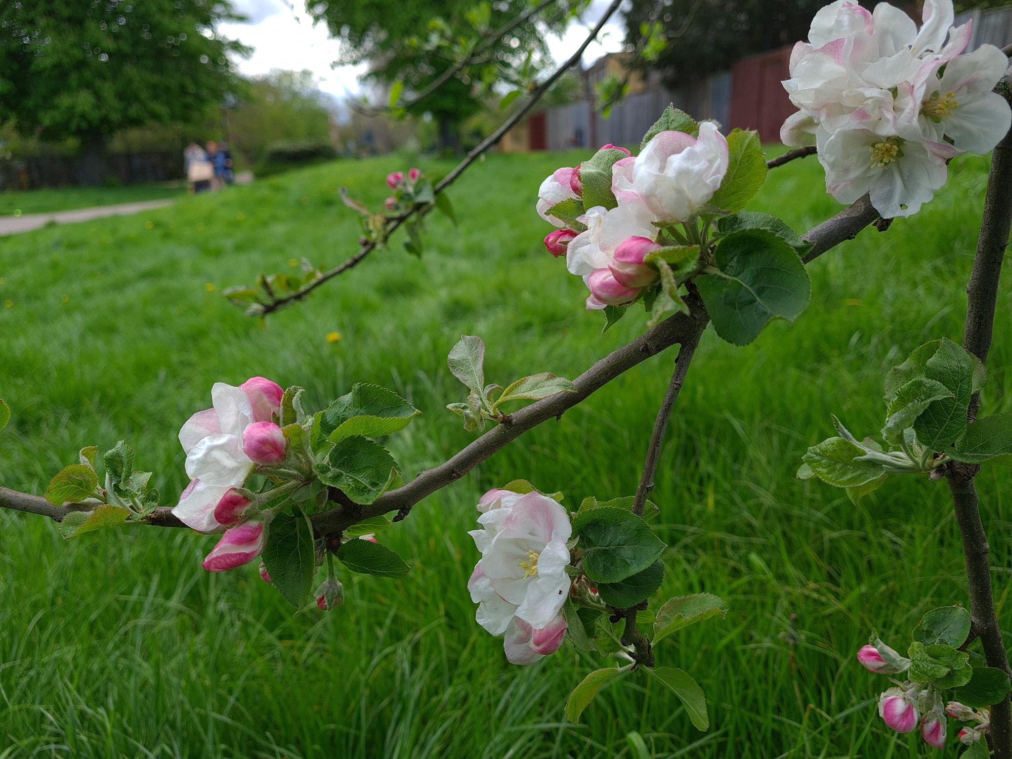 Close-up of white cherry blossom